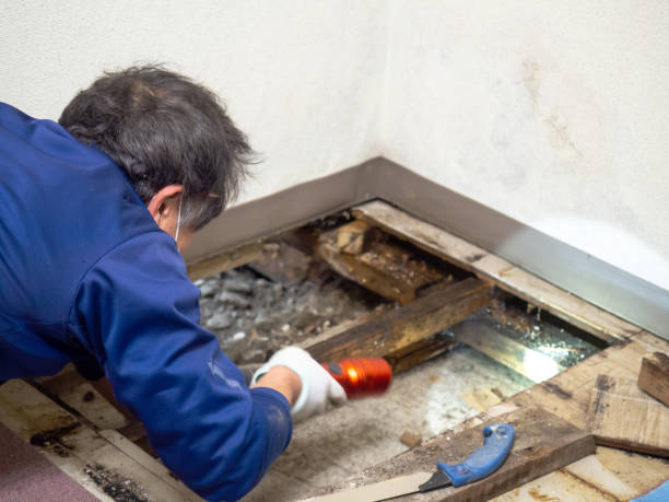 Best Local Mold Removal Service  in Vaughn, WA