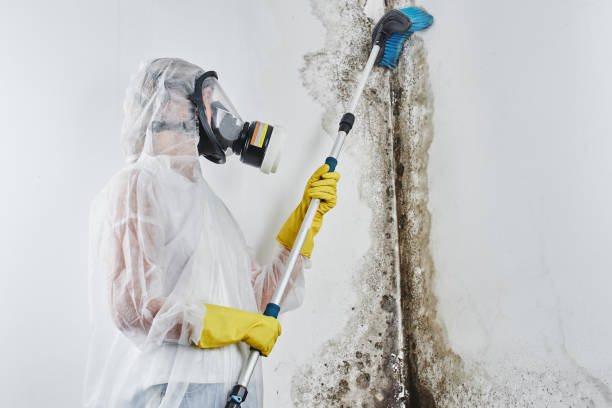 Certified Mold Removal in Vaughn, WA