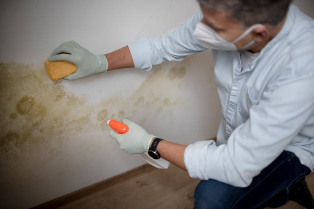 Best Mold Remediation Experts  in Vaughn, WA