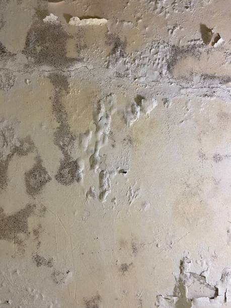 Best Mold Removal Near Me  in Vaughn, WA