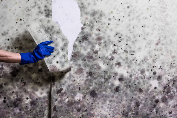 Best Office Mold Removal Services  in Vaughn, WA