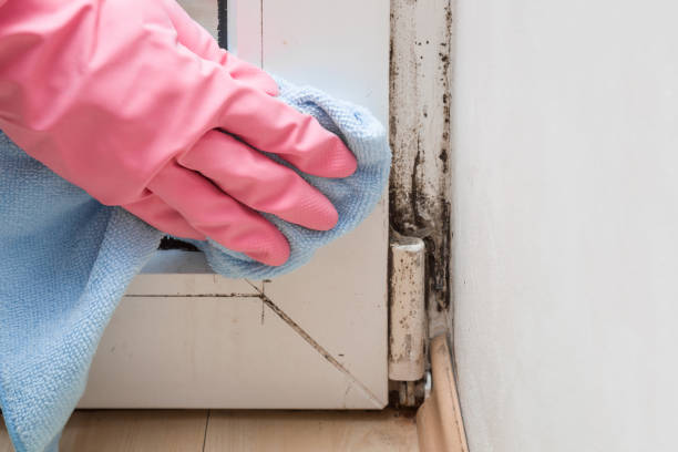 Crawl Space Mold Removal in Vaughn, WA
